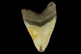 Fossil Megalodon Tooth - North Carolina #131594-1